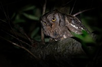 Vyrecek maly - Otus scops - European Scops-Owl 6330